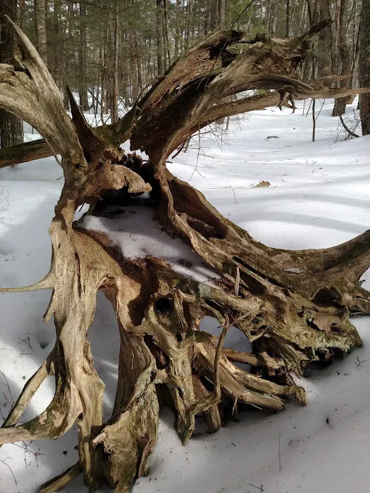 The Quiet Forest Picture 9