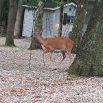 Big Bear Lake Camplands