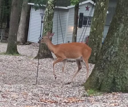 Big Bear Lake Camplands