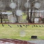 Vally Rentals Campgrounds