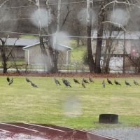 Vally Rentals Campgrounds ico