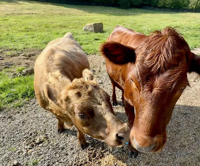 Sweet Springs Glamping Picture 9