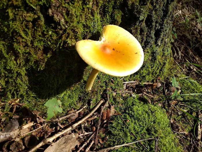 Chestnut Ridge Regional Park Picture 10