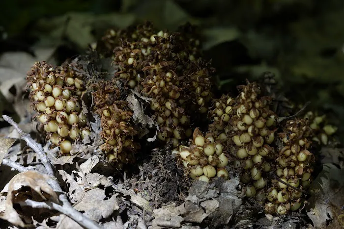 Rhododendron Camping Area Picture 1