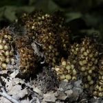 Rhododendron Camping Area