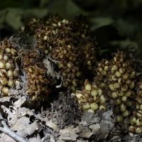 Rhododendron Camping Area ico