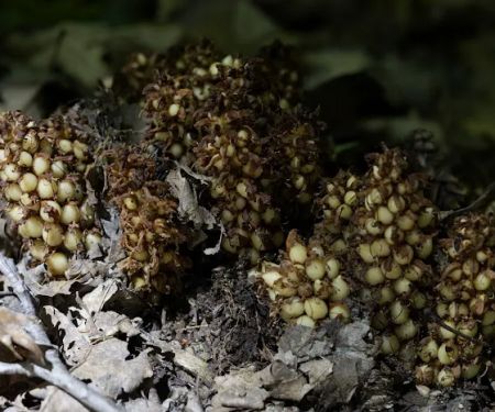 Rhododendron Camping Area