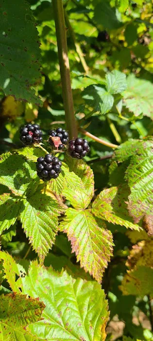 4 Mile Rock Meadows RV Camping Picture 3