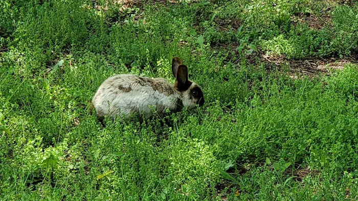 Shenandoah Valley Campground Picture 9