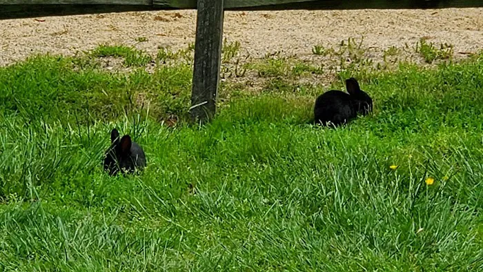 Shenandoah Valley Campground Picture 6