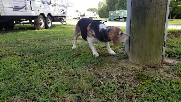 Davis Lakes & Campgrounds Picture 6