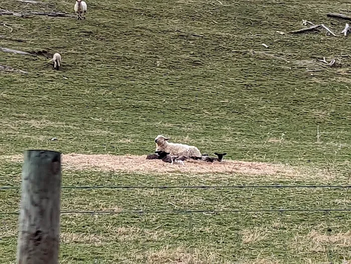 Eagle Rocks Campground Picture 7