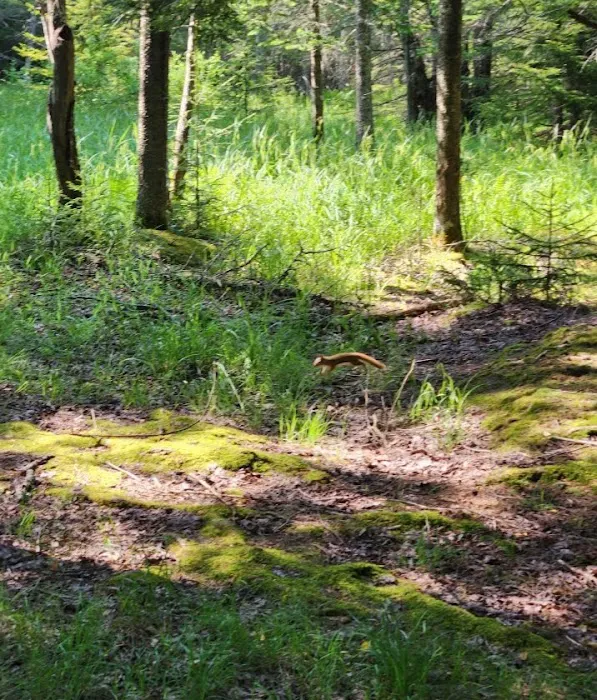 Canaan Valley Resort Campground Picture 8