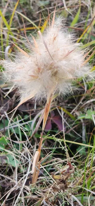 Restrite Campground Picture 4