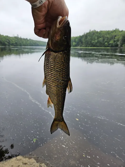 Loggers Landing Campground Picture 2