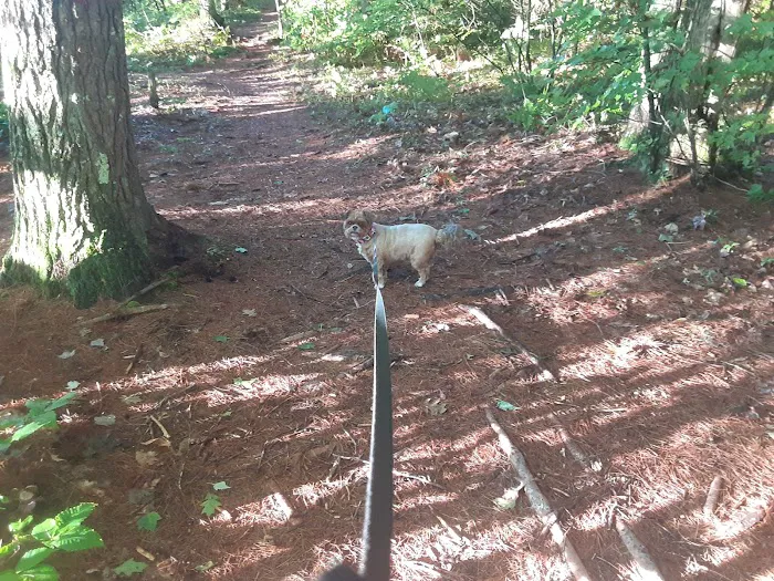 Poland Spring Campground Picture 7