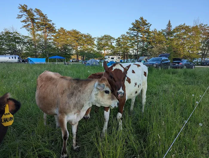 Wolfe's Neck Oceanfront Camping Picture 4