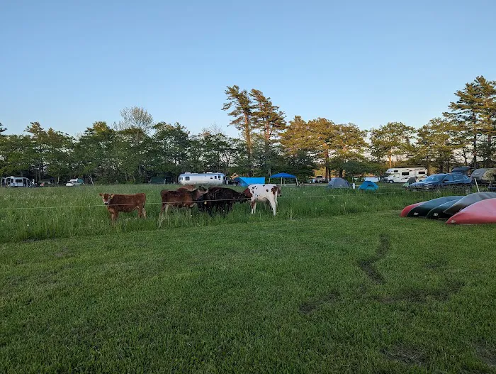 Wolfe's Neck Oceanfront Camping Picture 9