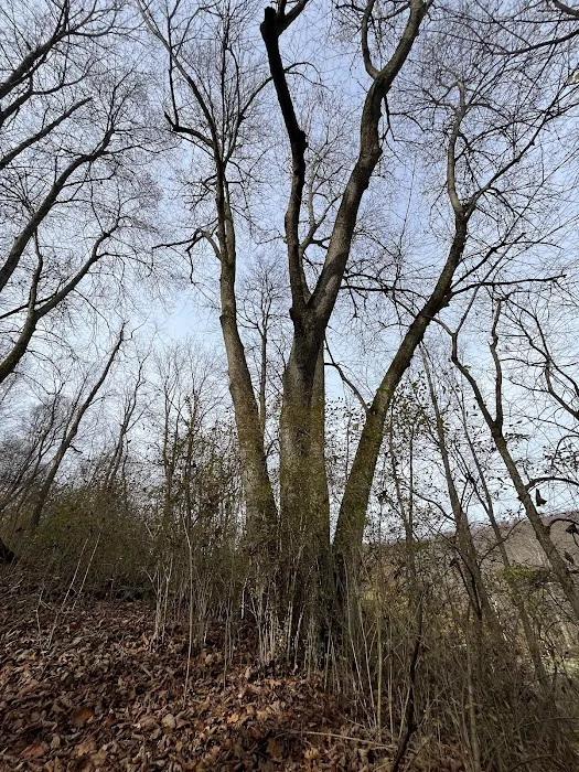 Mines and Meadows Campground Picture 6