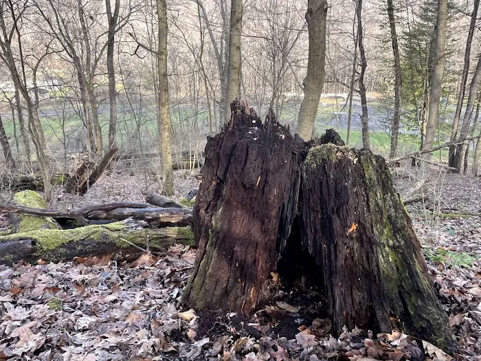 Mines and Meadows Campground Picture 1