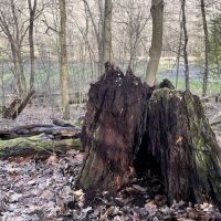 Mines and Meadows Campground ico