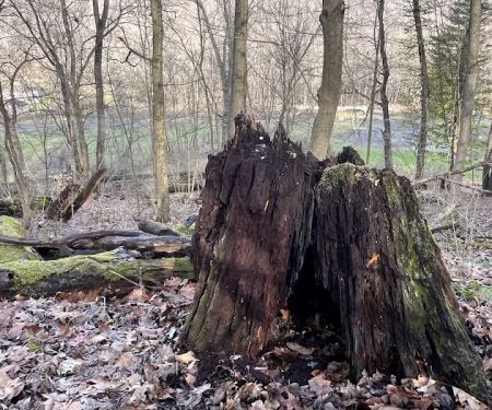 Mines and Meadows Campground