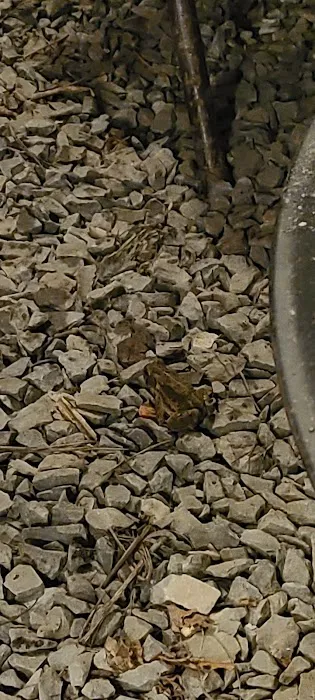 Friends of the Cheat Campground Picture 2