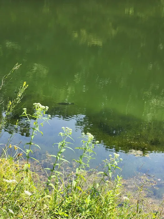 Harrison State Forest Ronsheim Campground Picture 1