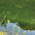 Harrison State Forest Ronsheim Campground