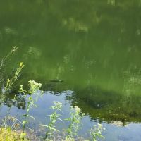 Harrison State Forest Ronsheim Campground ico