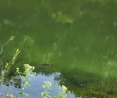 Harrison State Forest Ronsheim Campground