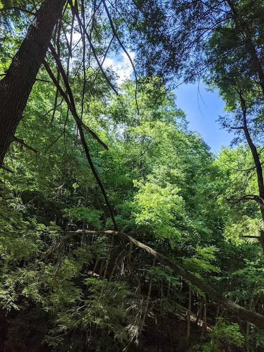 Horseshoe Recreation and Campground Area Picture 10