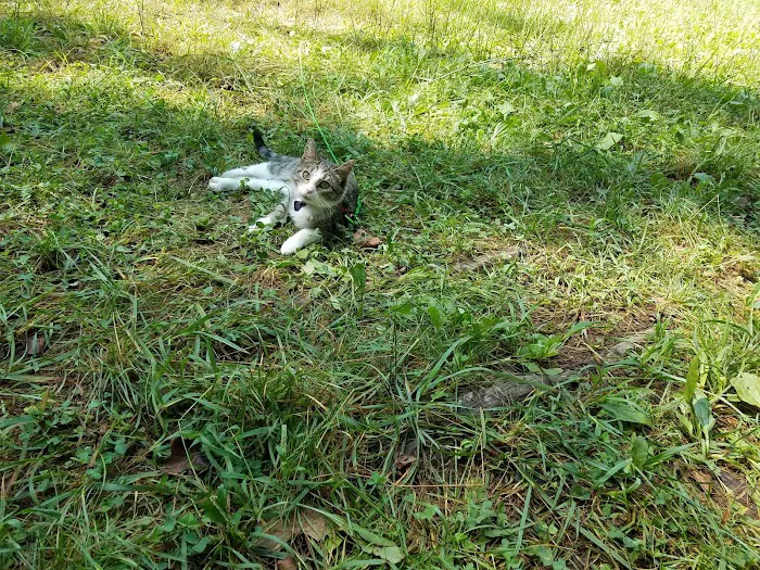 Oronoco Campground Picture 8