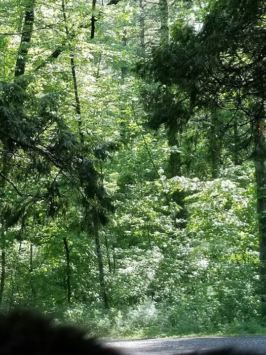 Oronoco Campground Picture 7