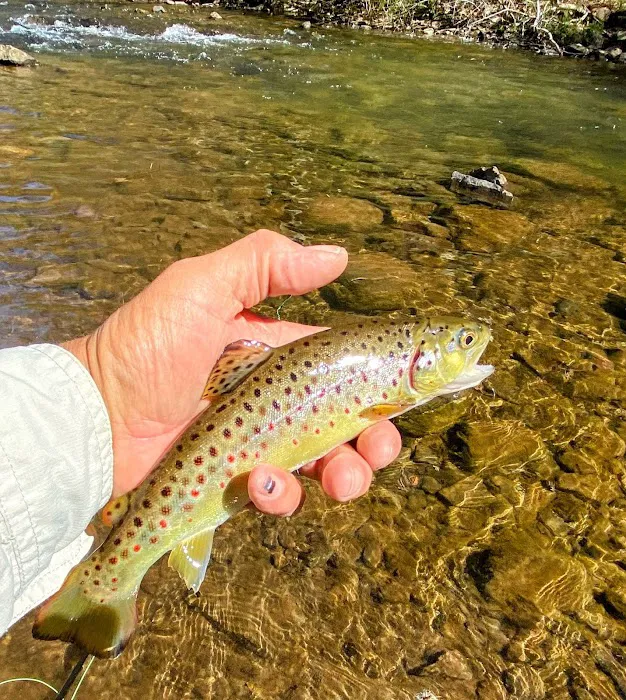 Staunton Dam Day Use Area Picture 9