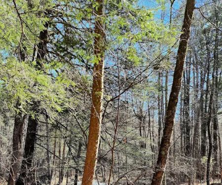 Hone Quarry Campground