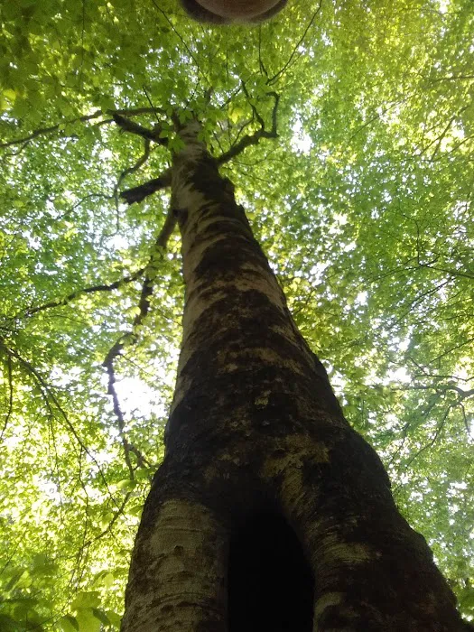 Hone Quarry Campground Picture 3