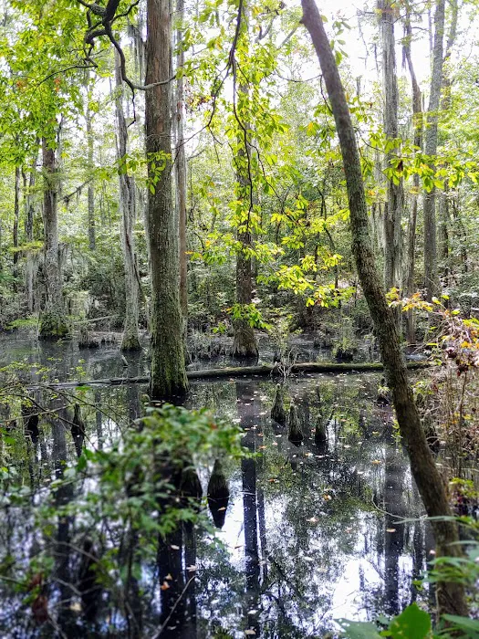 First Landing State Park Campground Picture 3