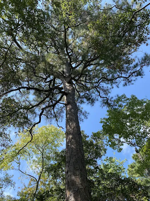 First Landing State Park Campground Picture 10