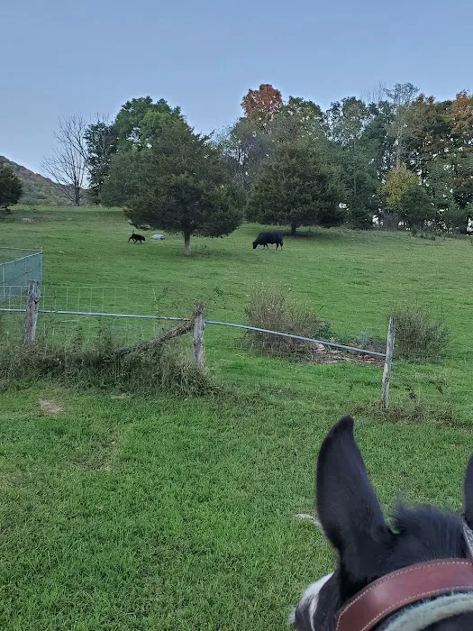 Wrangler Meadow Horse Camp Picture 6