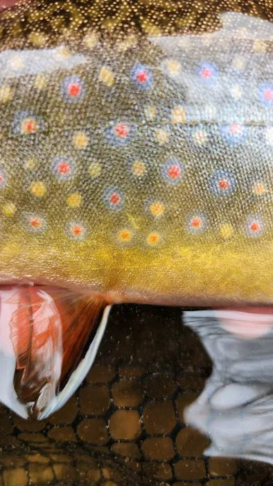 The Trout Camp aka Fontinalis Farms and Campground LLC. Picture 3