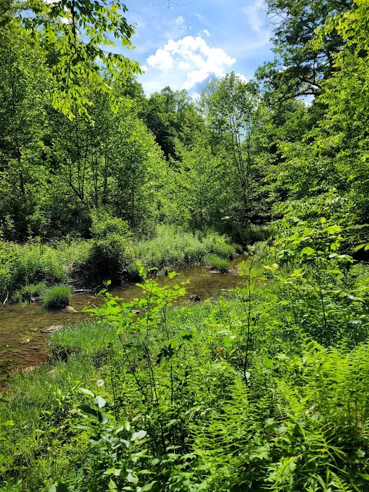 Lower Glady Dispersed Campground Picture 9