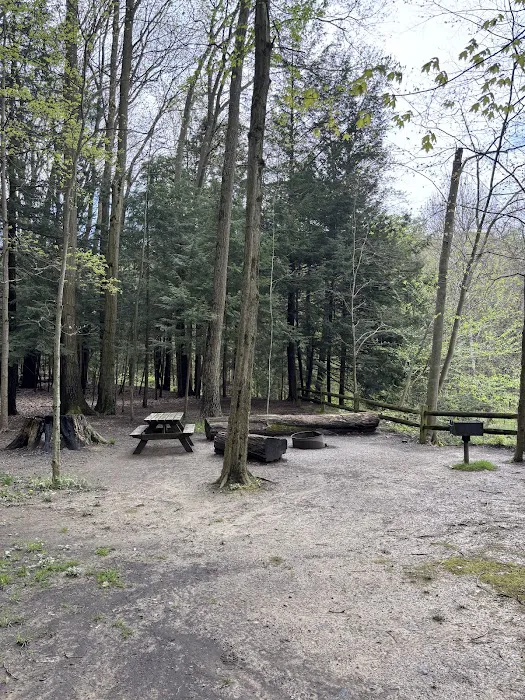 Gridled road reservation campsite Picture 1