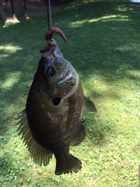 Jeffco Lakes Resort Picture 2