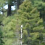 Indian Pond Campground