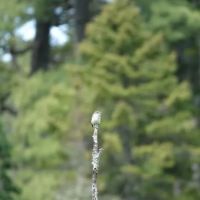 Indian Pond Campground ico