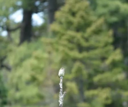 Indian Pond Campground