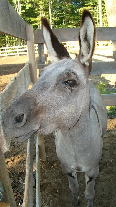 Freeport / Durham KOA Holiday Picture 7