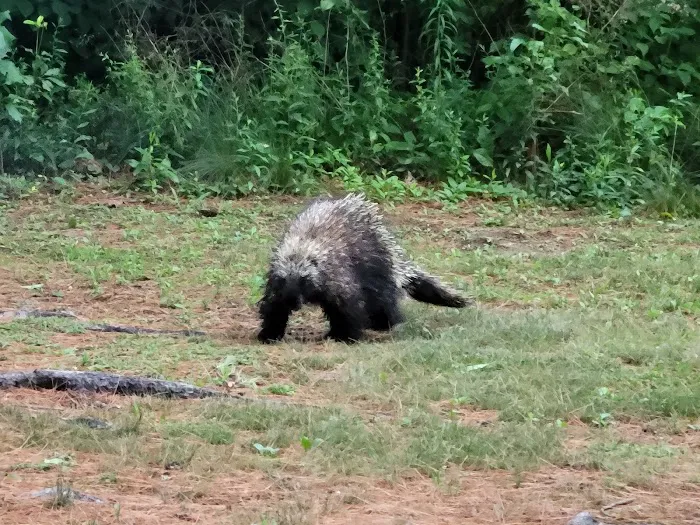 Chewonki Campground Picture 5