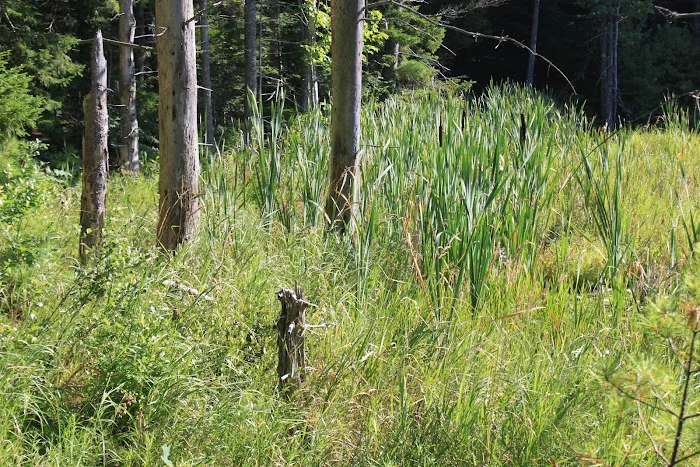 Meadowbrook Camping Area Picture 2